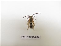 藏品(膜翅目(蜂))的圖片
